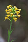 Crested yellow orchid